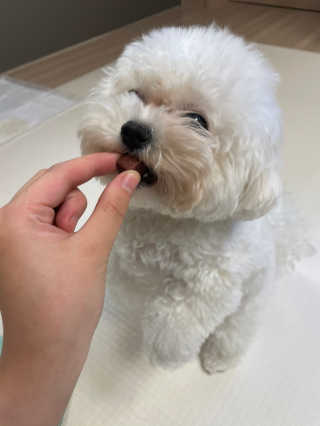 My Pet Care 천연단백질 눈건강에 개좋아 — 4.5점을 준 리뷰어가 2020년 12월 올린 사용 사진