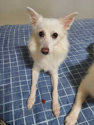 My Pet Care 천연단백질 눈건강에 개좋아 — 5점을 준 리뷰어가 2020년 11월 올린 사용 사진