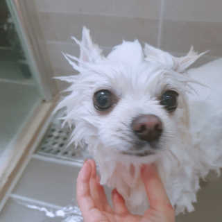 꺼네오기님이 올린 리뷰 사진 2