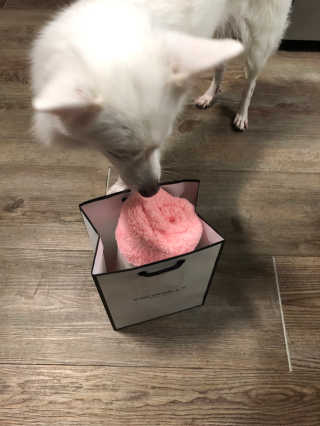 코코몰리 보들보들 초극세사 프리미엄 펫전용 타올 — 5점을 준 리뷰어가 2020년 11월 올린 사용 사진