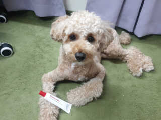 [자유펫] 시코니딘 고양이 강아지 피부 보습 연고 20g — 5점을 준 리뷰어가 2020년 7월 올린 사용 사진