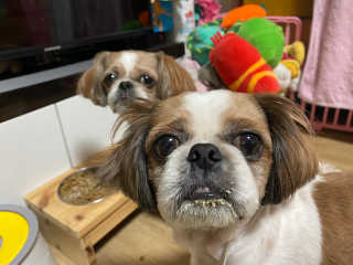 My Pet Care 모발과 모질 피부건강에 개좋아 — 5점을 준 리뷰어가 2020년 12월 올린 사용 사진