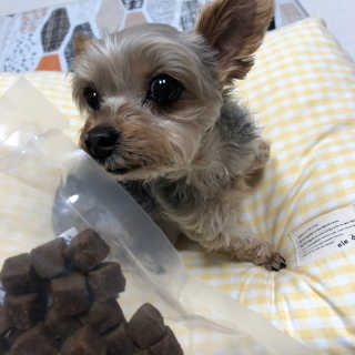 My Pet Care 천연단백질 관절건강에 개좋아 — 4점을 준 리뷰어가 2020년 11월 올린 사용 사진