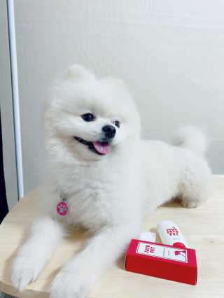 [레드허니밤]자유펫 고양이 강아지 발바닥 밤 14g — 5점을 준 리뷰어가 2020년 7월 올린 사용 사진