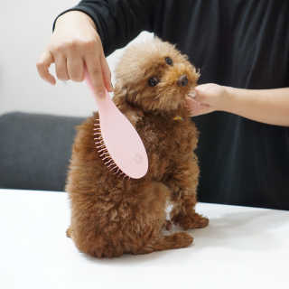 아이캔디 레인보우 볼륨S  브러쉬 for PET 미디엄 — 3.5점을 준 리뷰어가 2020년 12월 올린 사용 사진
