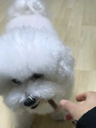 My Pet Care 천연단백질 치아건강에 개좋아 — 4점을 준 리뷰어가 2020년 11월 올린 사용 사진