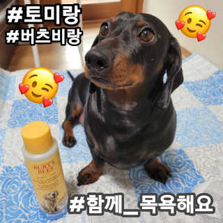 버츠비 퍼피투인원 티어리스 샴푸 앤 컨디셔너 — 5점을 준 리뷰어가 2020년 9월 올린 사용 사진