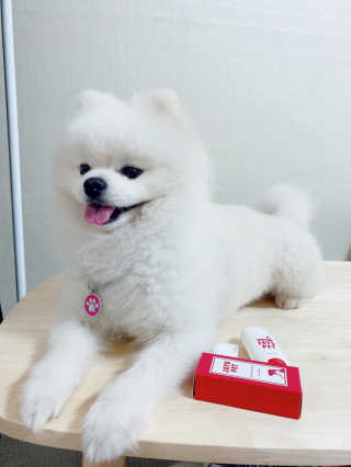 [레드허니밤]자유펫 고양이 강아지 발바닥 밤 14g — 5점을 준 리뷰어가 2020년 7월 올린 사용 사진