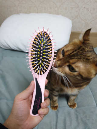 아이캔디 레인보우 볼륨S  브러쉬 for PET 미디엄 — 5점을 준 리뷰어가 2020년 11월 올린 사용 사진