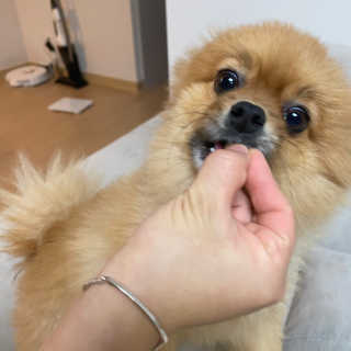 My Pet Care 천연단백질 관절건강에 개좋아 — 5점을 준 리뷰어가 2020년 11월 올린 사용 사진