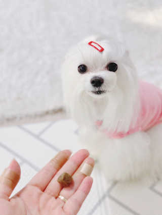 My Pet Care 천연단백질 관절건강에 개좋아 — 4점을 준 리뷰어가 2020년 12월 올린 사용 사진