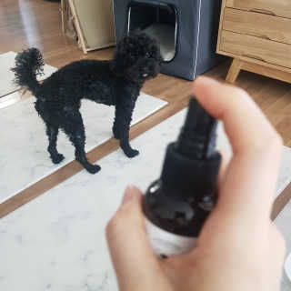 강아지스토리 포인원 모이스처 미스트 100ml — 5점을 준 리뷰어가 2020년 6월 올린 사용 사진