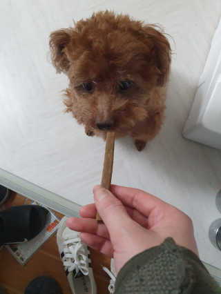 My Pet Care 천연단백질 치아건강에 개좋아 — 5점을 준 리뷰어가 2020년 11월 올린 사용 사진