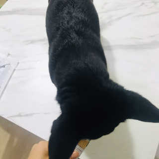 [펫토리아] 건강하게 리뉴얼된 NEW 짜먹는 한입뚝딱 — 4점을 준 리뷰어가 2020년 4월 올린 사용 사진