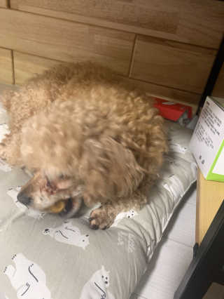 랑이님이 올린 리뷰 사진 2