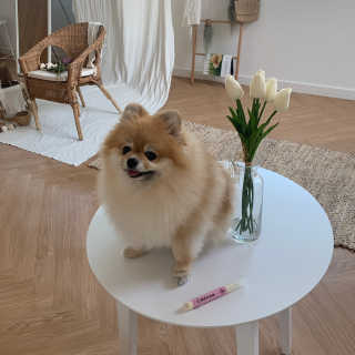 더펫원츠 [댕냥이 치석제거 덴탈오일] 치카오일+셀프스케일러 — 5점을 준 리뷰어가 2020년 5월 올린 사용 사진
