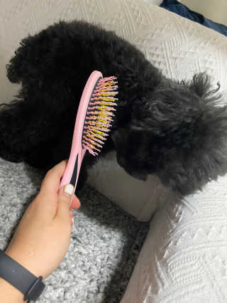 아이캔디 레인보우 볼륨S  브러쉬 for PET 미디엄 — 5점을 준 리뷰어가 2020년 12월 올린 사용 사진
