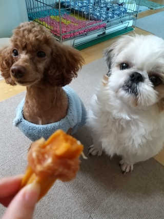 해피팡팡 고구마닭말이+고구마오리말이 [고구마간식2종] — 5점을 준 리뷰어가 2020년 4월 올린 사용 사진