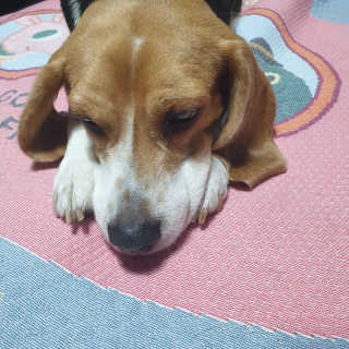 beaglelove님이 올린 리뷰 사진 2