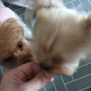 My Pet Care 천연단백질 눈건강에 개좋아 — 5점을 준 리뷰어가 2020년 12월 올린 사용 사진