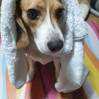 beaglelove님이 올린 리뷰 사진 1