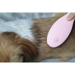 아이캔디 레인보우 볼륨S  브러쉬 for PET 미디엄 — 5점을 준 리뷰어가 2020년 11월 올린 사용 사진