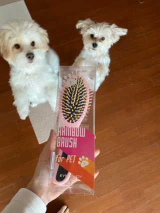 아이캔디 레인보우 볼륨S  브러쉬 for PET 미디엄 — 1점을 준 리뷰어가 2020년 11월 올린 사용 사진