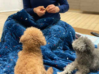 My Pet Care 천연단백질 관절건강에 개좋아 — 5점을 준 리뷰어가 2020년 12월 올린 사용 사진
