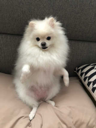 버츠비 퍼피투인원 티어리스 샴푸 앤 컨디셔너 — 4.5점을 준 리뷰어가 2020년 10월 올린 사용 사진