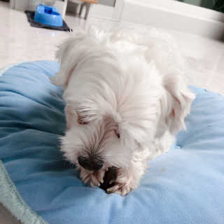 My Pet Care 천연단백질 치아건강에 개좋아 — 5점을 준 리뷰어가 2020년 12월 올린 사용 사진