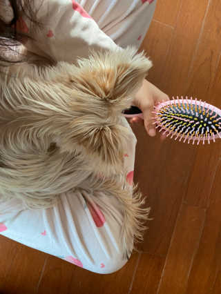 아이캔디 레인보우 볼륨S  브러쉬 for PET 미디엄 — 1점을 준 리뷰어가 2020년 11월 올린 사용 사진