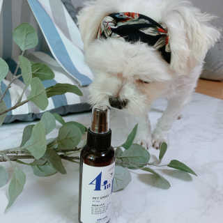 강아지스토리 포인원 모이스처 미스트 100ml — 5점을 준 리뷰어가 2020년 6월 올린 사용 사진