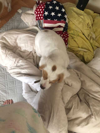 My Pet Care 천연단백질 치아건강에 개좋아 — 5점을 준 리뷰어가 2020년 11월 올린 사용 사진