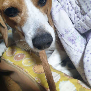 My Pet Care 천연단백질 치아건강에 개좋아 — 5점을 준 리뷰어가 2020년 11월 올린 사용 사진