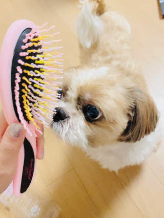 아이캔디 레인보우 볼륨S  브러쉬 for PET 미디엄 — 5점을 준 리뷰어가 2020년 12월 올린 사용 사진