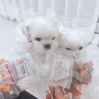 해피팡팡 고구마닭말이+고구마오리말이 [고구마간식2종] — 1점을 준 리뷰어가 2020년 4월 올린 사용 사진