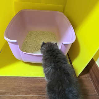 겟플렉스 켓플렉스 캣츠룸BS-1 고양이모래 4kg — 5점을 준 리뷰어가 2020년 12월 올린 사용 사진