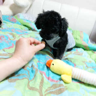 My Pet Care 천연단백질 눈건강에 개좋아 — 5점을 준 리뷰어가 2020년 12월 올린 사용 사진