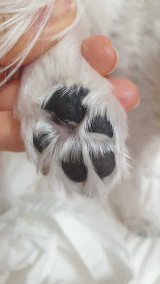 [레드허니밤]자유펫 고양이 강아지 발바닥 밤 14g — 5점을 준 리뷰어가 2020년 7월 올린 사용 사진
