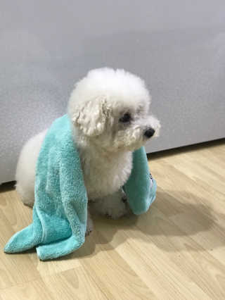 코코몰리 보들보들 초극세사 프리미엄 펫전용 타올 — 5점을 준 리뷰어가 2020년 11월 올린 사용 사진