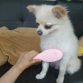 아이캔디 레인보우 볼륨S  브러쉬 for PET 미디엄 — 5점을 준 리뷰어가 2020년 12월 올린 사용 사진