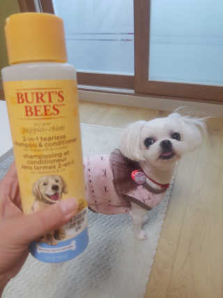 버츠비 퍼피투인원 티어리스 샴푸 앤 컨디셔너 — 5점을 준 리뷰어가 2020년 9월 올린 사용 사진