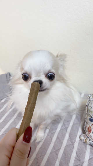 My Pet Care 천연단백질 치아건강에 개좋아 — 5점을 준 리뷰어가 2020년 11월 올린 사용 사진