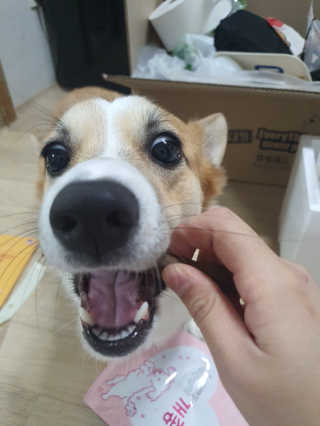 My Pet Care 천연단백질 관절건강에 개좋아 — 5점을 준 리뷰어가 2020년 11월 올린 사용 사진