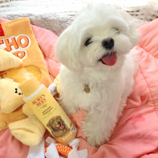 버츠비 퍼피투인원 티어리스 샴푸 앤 컨디셔너 — 5점을 준 리뷰어가 2020년 10월 올린 사용 사진