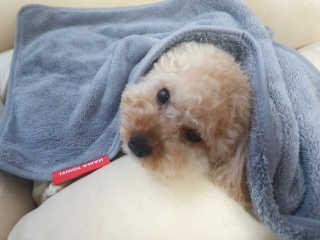 [자유펫] 강아지.고양이 초극세사 펫타올  하마타올 — 5점을 준 리뷰어가 2020년 7월 올린 사용 사진