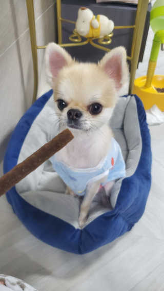 My Pet Care 천연단백질 치아건강에 개좋아 — 5점을 준 리뷰어가 2020년 11월 올린 사용 사진