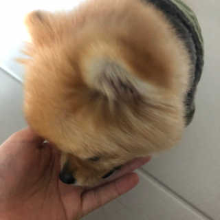 My Pet Care 천연단백질 관절건강에 개좋아 — 5점을 준 리뷰어가 2020년 12월 올린 사용 사진