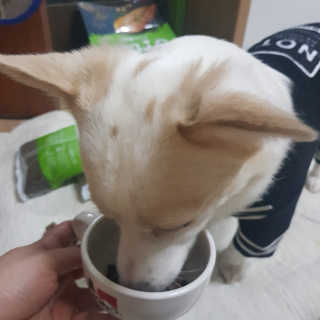 [풀무원 아미오] 자연담은식단 1kg 3종 — 5점을 준 리뷰어가 2020년 12월 올린 사용 사진