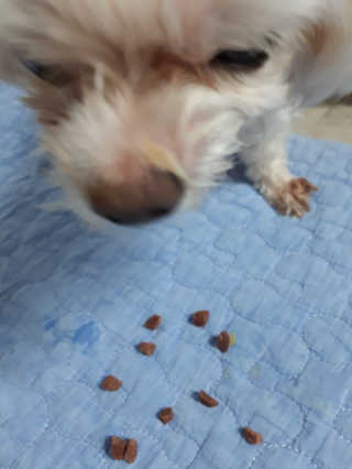 My Pet Care 천연단백질 관절건강에 개좋아 — 4.5점을 준 리뷰어가 2020년 12월 올린 사용 사진